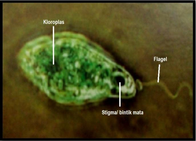 Euglena sp